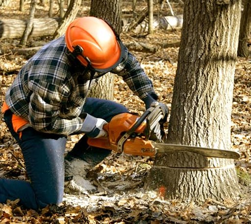 Tree Removal in Lawrence, NE